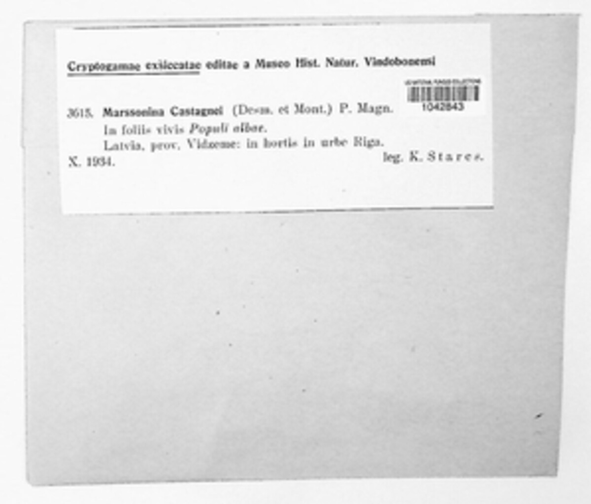 Drepanopeziza castagnei image